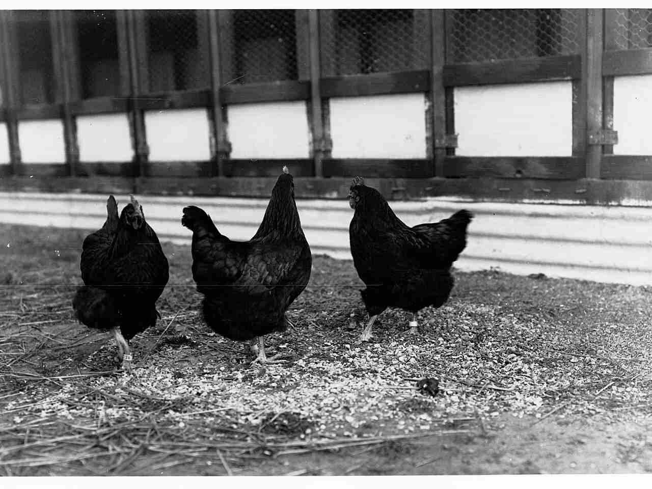 Chickens at a poultry farm — bird keepers across Britain are being urged to tighten biosecurity