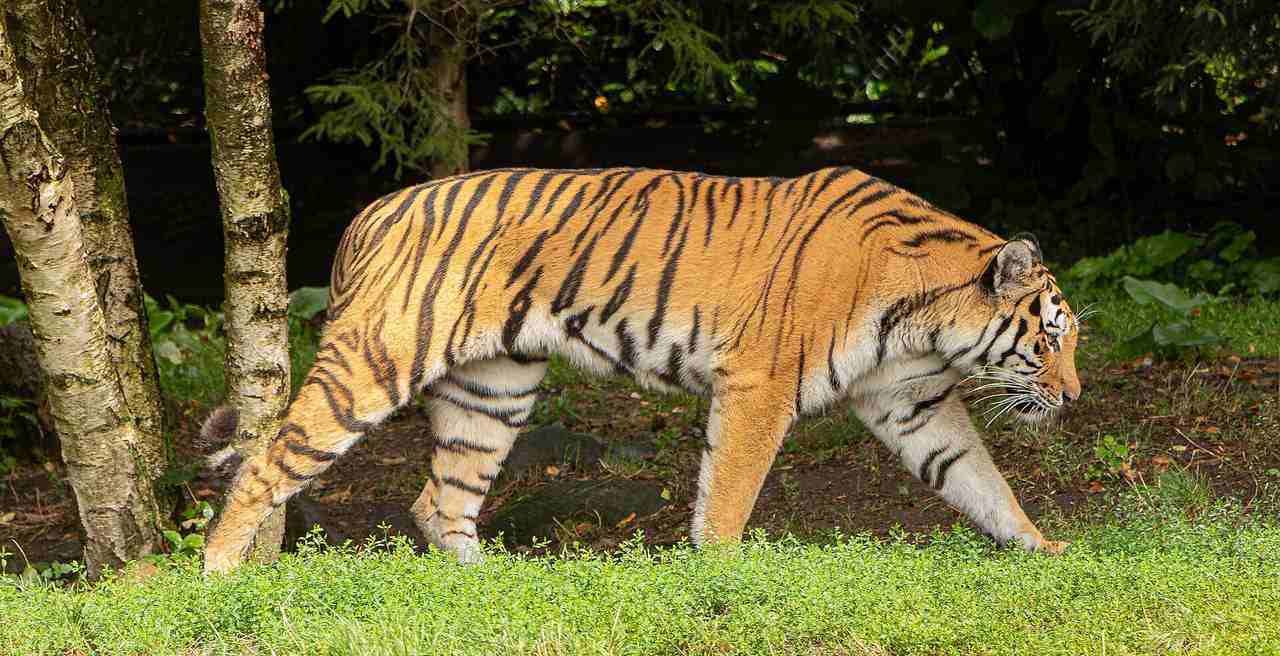 Yorkshire Wildlife Park Tiger Attack: Altai the Tiger Will Not Be Euthanised, Park Confirms